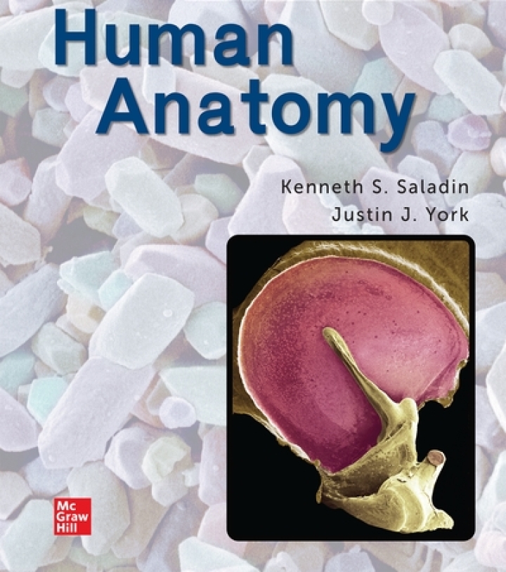 Human Anatomy: 2024 Release